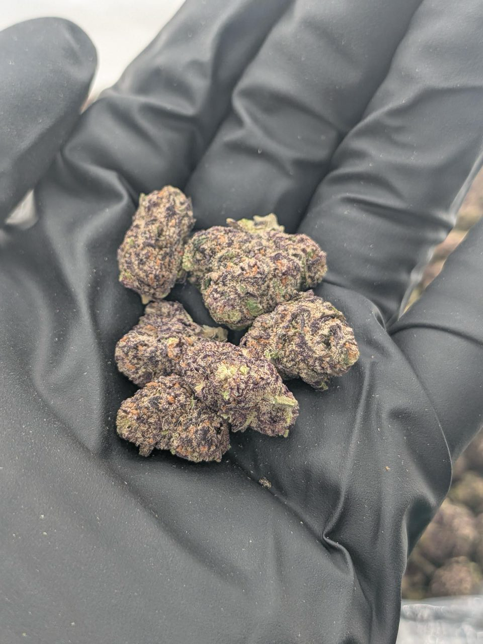 Pink Bubblegum Exotic Smalls strain